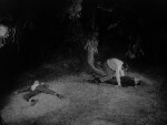Night of the Living Dead - 1968 Image Gallery Slide 6